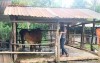 Tình hình dịch bệnh gia súc, gia cầm trên địa bàn tỉnh Tuần 21 (từ ngày 22/5/2022 đến 29/5/2022)