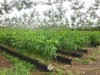 Tình hình sinh vật gây hại cây trồng (Từ ngày 14 tháng 10 đến ngày 20 tháng 10 năm 2024)