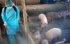 Tình hình dịch bệnh gia súc, gia cầm trên địa bàn tỉnh tuần 36 (từ ngày 06-12/9/2021)