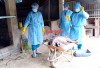 Đồng Xoài: Công bố dịch tả heo châu Phi