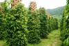 Ngành hồ tiêu VN linh hoạt tìm đường giữa sóng gió thuế quan
