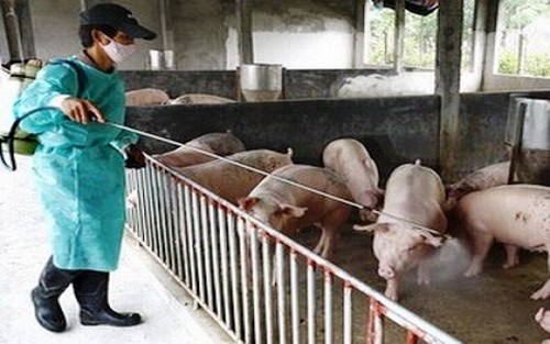Tình hình dịch bệnh gia súc, gia cầm trên địa bàn tỉnh tuần 8 từ ngày 19/02/2023 đến 26/02/2023