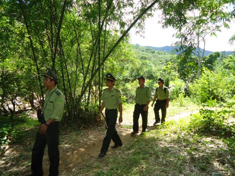 Tăng cường hoạt động kiểm tra, truy quét nhằm phát hiện kịp thời các đối tượng phá hại rừng