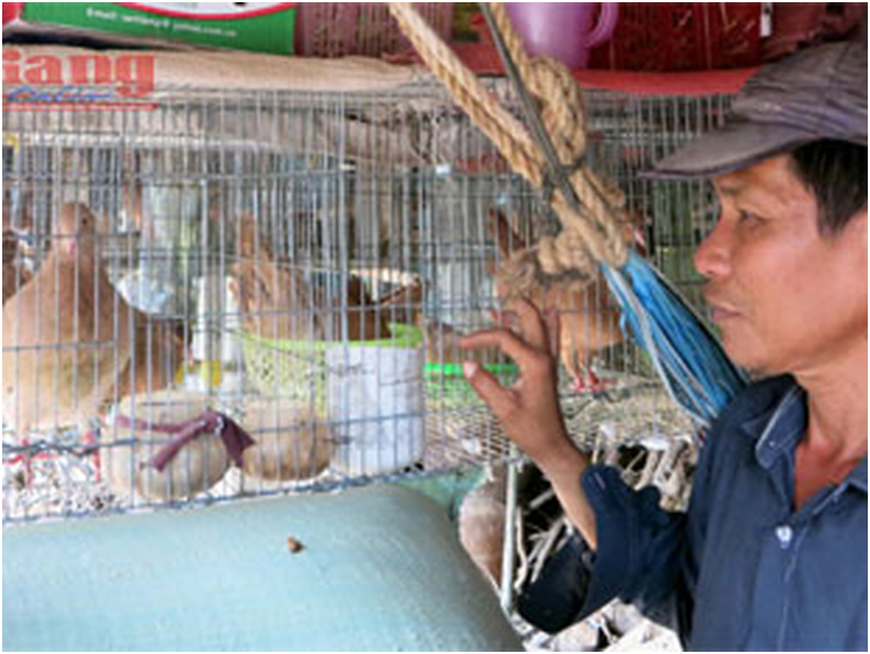 Trại bồ câu của ông Hòa