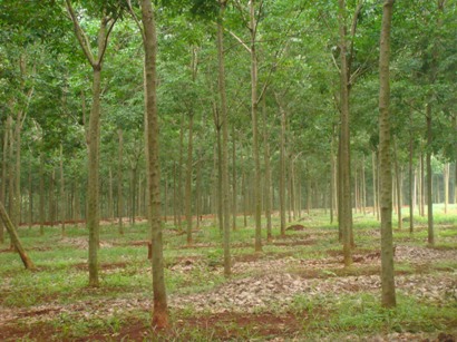 Bệnh vàng lá Corynespora có chiều hướng diễn biến bất thường trong mùa mưa