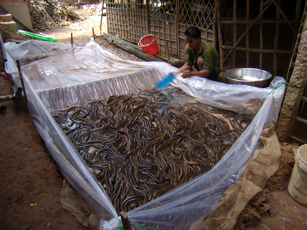 Thu hoạch lươn thương phẩm ở Tân Châu.