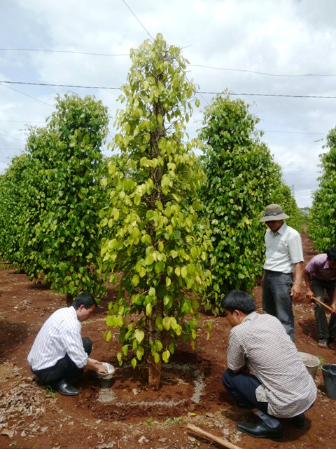 Phòng trị trụ tiêu chớm bị bệnh chết nhanh