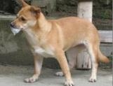Chó có biểu hiện bị bệnh dại (Hình theo TTKNQG)