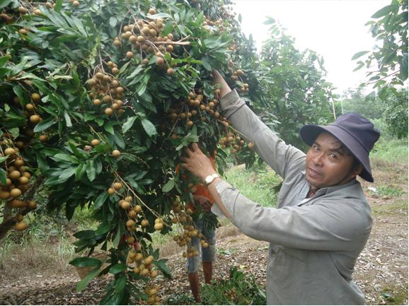 Ông Dương Vũ Phong thu hoạch nhãn