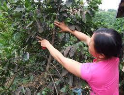 Rệp sáp gây hại cây cà phê làm giảm năng suất, chất lượng cà phê