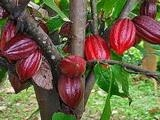 Thị trường cacao thế giới đối mặt khủng hoảng nguồn cung