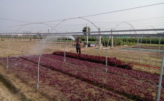 Rau dền sản xuất theo tiêu chuẩn VietGAP