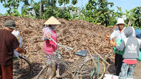 Hình ảnh thương lái thu mua lá điều năm 2012