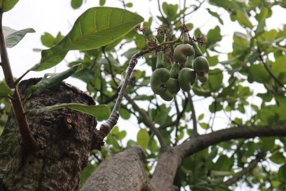 Chồi điều ghép mới trên gốc điều già cỗi cho trái sau 9 tháng