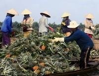 Thu hoạch dứa ở Hậu Giang.