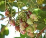 Bàn giải pháp phát triển cây điều