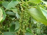 Giá hạt tiêu trong nước tăng vọt