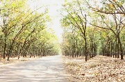 Cây cao su đang trong giai đoạn rụng lá, ra lá non cần chú ý bệnh phấn trắng trong thời gian tớii