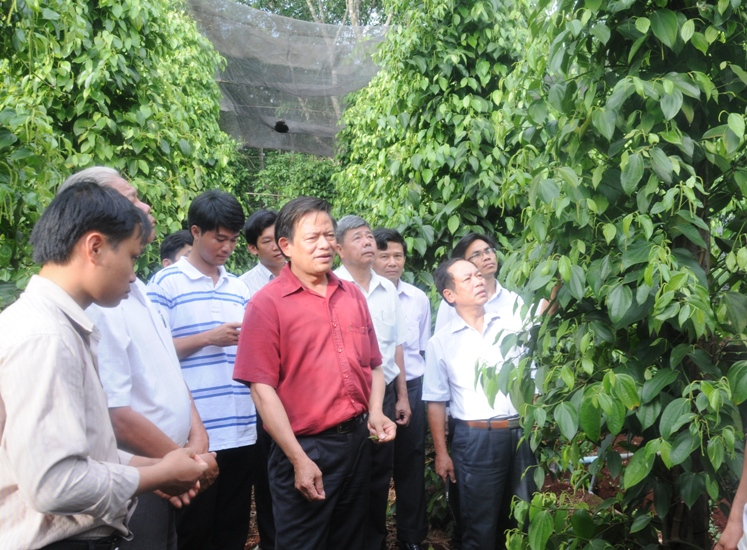 Tham quan mô hình trồng tiêu áp dụng công nghệ tưới nhỏ giọt tại hộ anh Lê Hữu Huấn, thôn 7, xã Ya Blang, huyện Chư Sê, Gia Lai