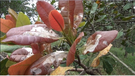 Bù Đăng: Khuyến cáo người dân khống chế sâu phổng lá, sâu cuốn lá hại cây điều.