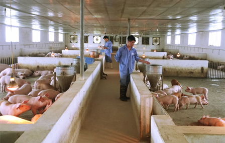 Phòng chống dịch bệnh động vật trên địa bàn tỉnh