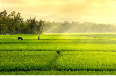 Khuyến khích, thúc đẩy doanh nghiệp đầu tư vào nông nghiệp