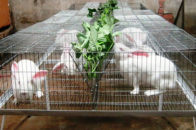 Kỹ thuật chăm sóc, nuôi dưỡng thỏ sinh sản