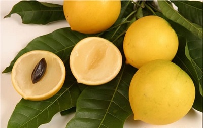 Vú sữa Hoàng Kim – Cây trồng tiềm năng