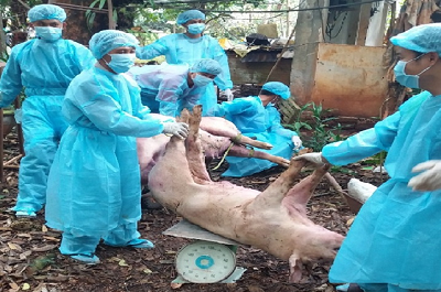 Phú Riềng: Hỗ trợ trên 570 triệu đồng đợt đầu cho người chăn nuôi có lợn bị tiêu hủy do dịch tả lợn Châu Phi.