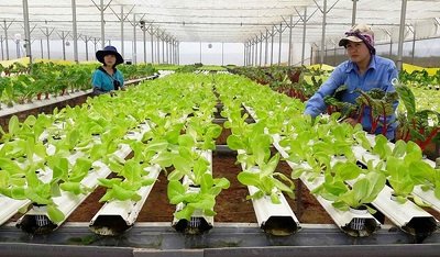 Quy định về hoạt động của tổ hợp tác