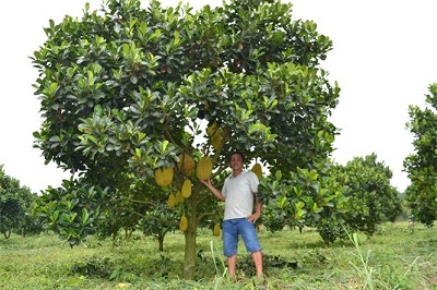 Bù Đốp: Hiệu quả kinh tế từ trồng mít ruột đỏ
