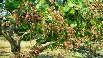 Quy định chi tiết về nông nghiệp hữu cơ