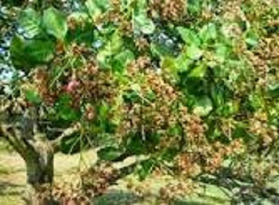 Hướng dẫn phòng trừ rệp dính trên cây điều niên vụ 2019-2020.