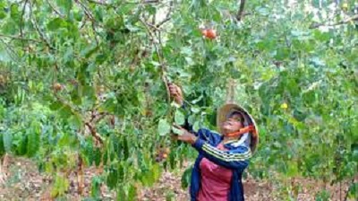 Đồng loạt ra quân hướng dẫn, chăm sóc và phòng trừ  dịch hại trên cây điều niên vụ 2019-2020.