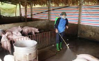 Công tác phòng, chống Dịch tả lợp châu phi trên địa bàn tỉnh năm 2019