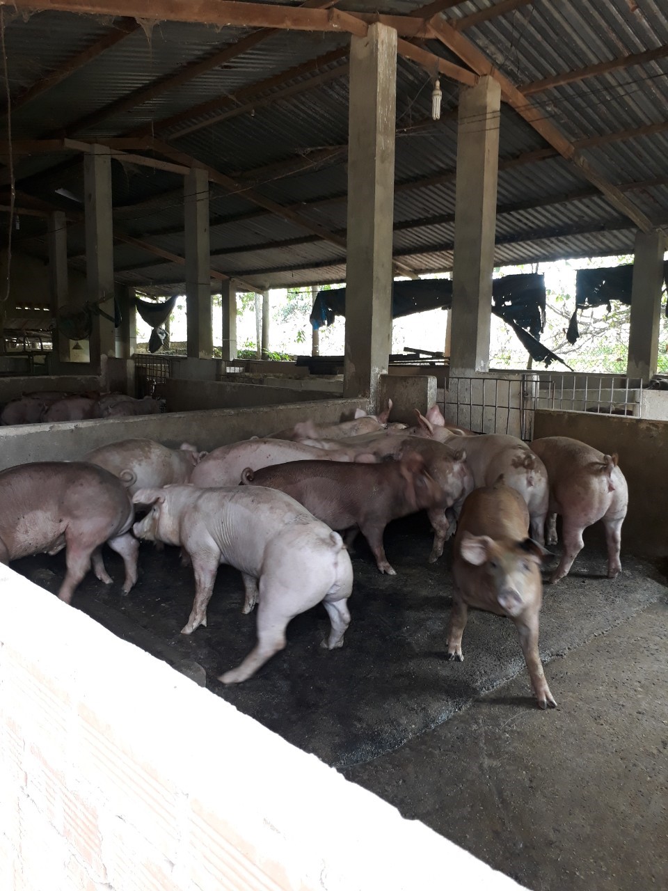 Kinh nghiệm nuôi heo nông hộ an toàn