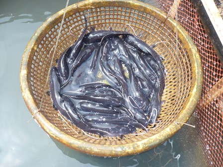 Những thủ tục hành chính cần biết về lĩnh vực thủy sản trên địa bàn tỉnh bình phước (phần 1)