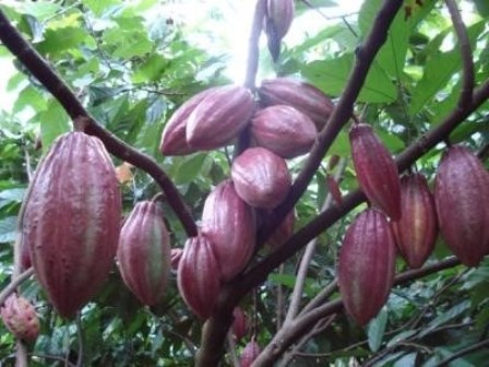 Thực trạng cây ca cao trên địa bàn tỉnh
