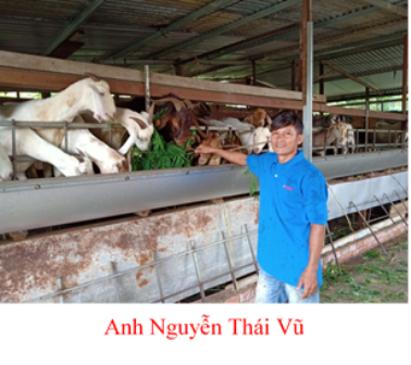 Hiệu quả của mô hình chăn nuôi dê kết hợp trồng tiêu
