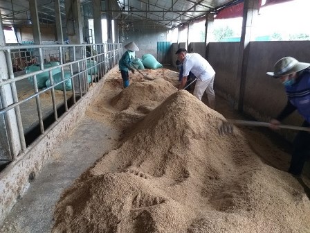 Kỹ thuật làm đệm lót sinh học cho bò nuôi thịt, vỗ béo bằng chế phẩm Emuniv