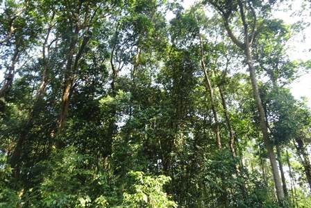 Hiệu quả thực hiện chính sách chi trả dịch vụ môi trường rừng