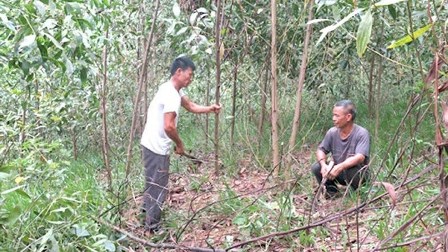 Khuyến cáo phòng chống bệnh chết héo cây keo