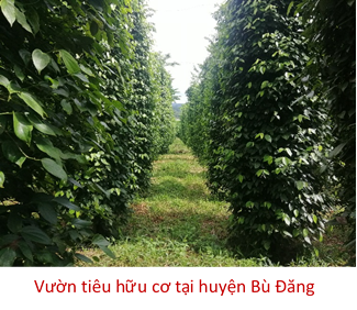 Bước tiến mới của dự án  “Phát triển chuỗi cung ứng tiêu bền vững”