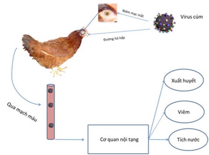 Phòng, chống bệnh Cúm gia cầm A/H5N8 và các chủng vi rút Cúm gia cầm thể độc lực cao khác trên địa bàn tỉnh.