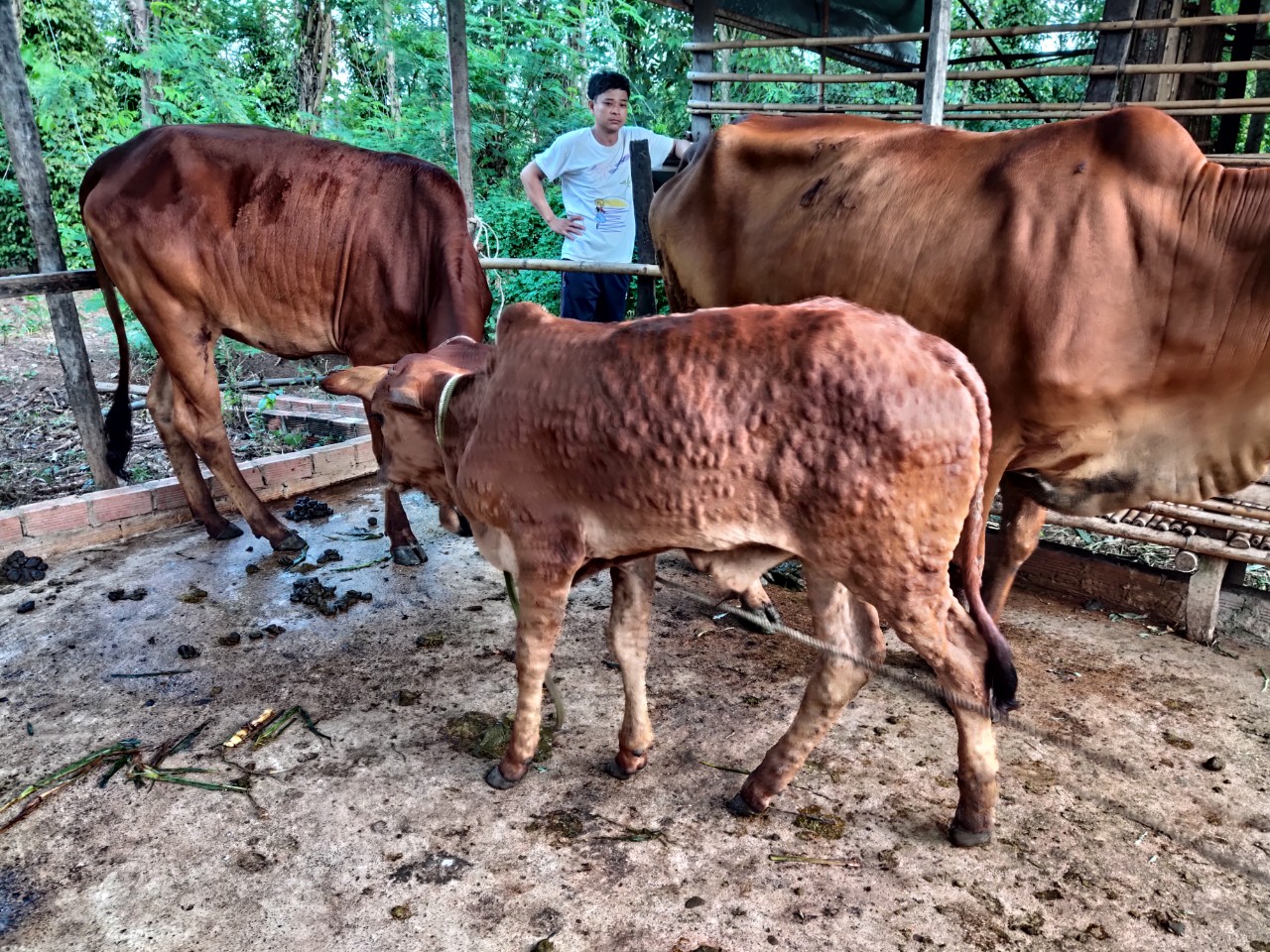 Tình hình dịch bệnh gia súc, gia cầm trên địa bàn tỉnh   Tuần 39 (từ ngày 03/10/2021 đến 10/10/2021)