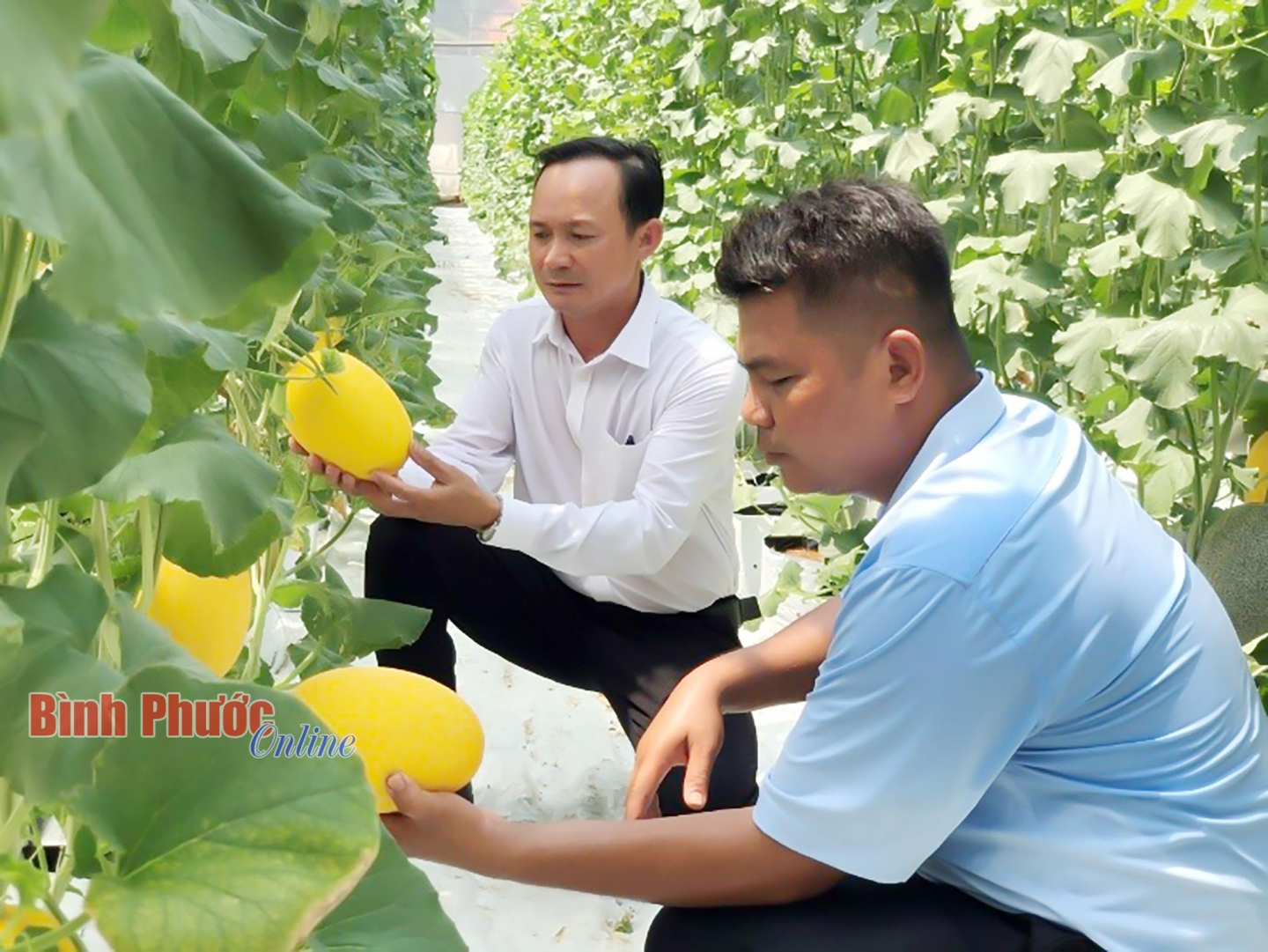 Hướng đến nông nghiệp bền vững